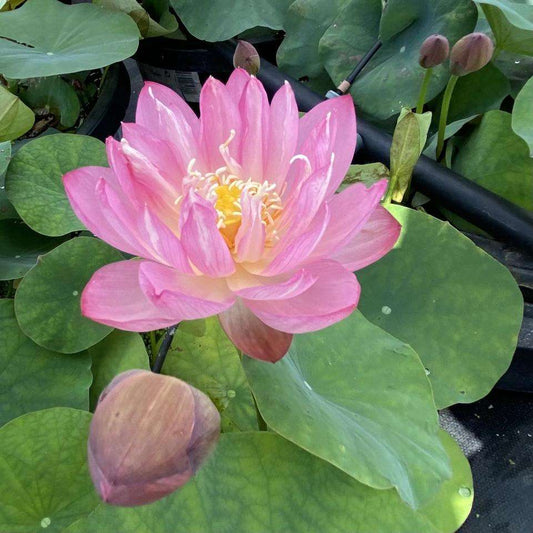 Pink Beauty