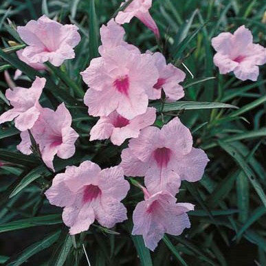 Pink Bell