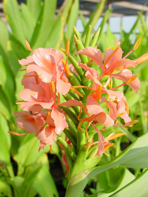 Pink Butterfly Ginger