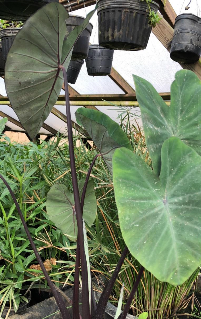 Red Stem Taro