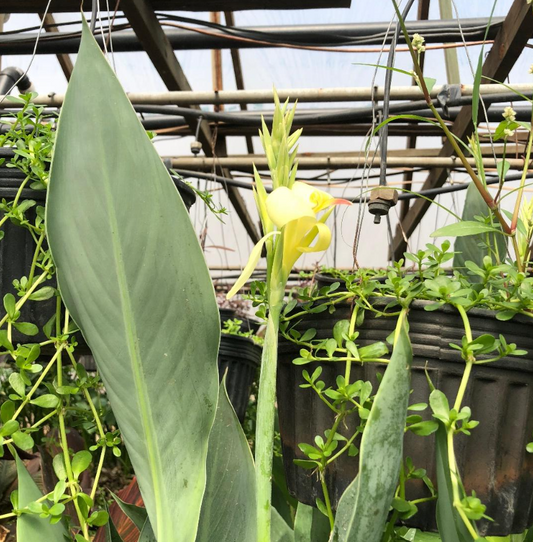 Renegade Canna Lily