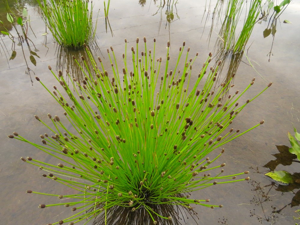 Spike Rush