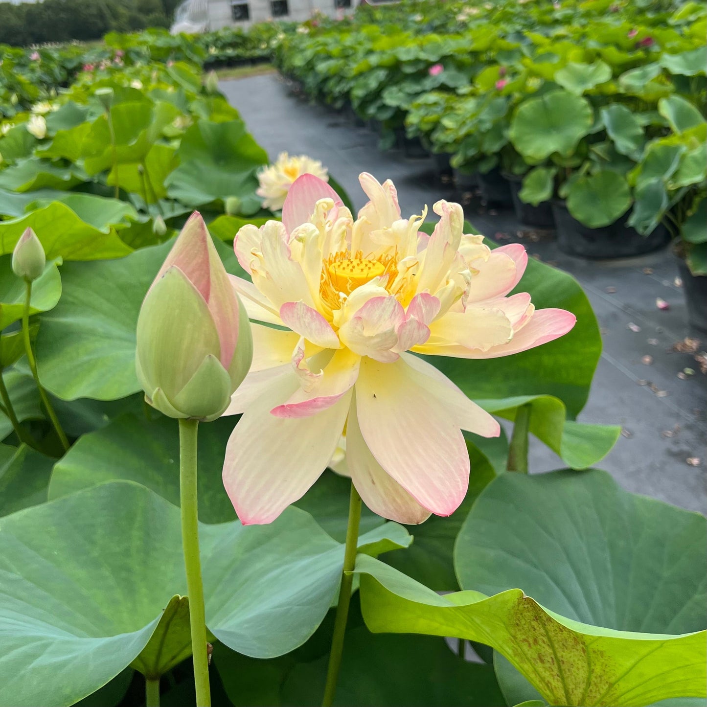 Superstar Lotus