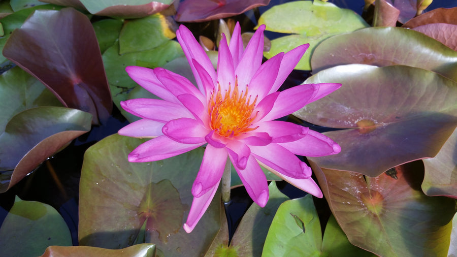 Tropic Star