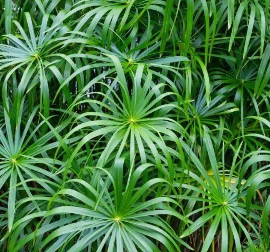 Umbrella Palm