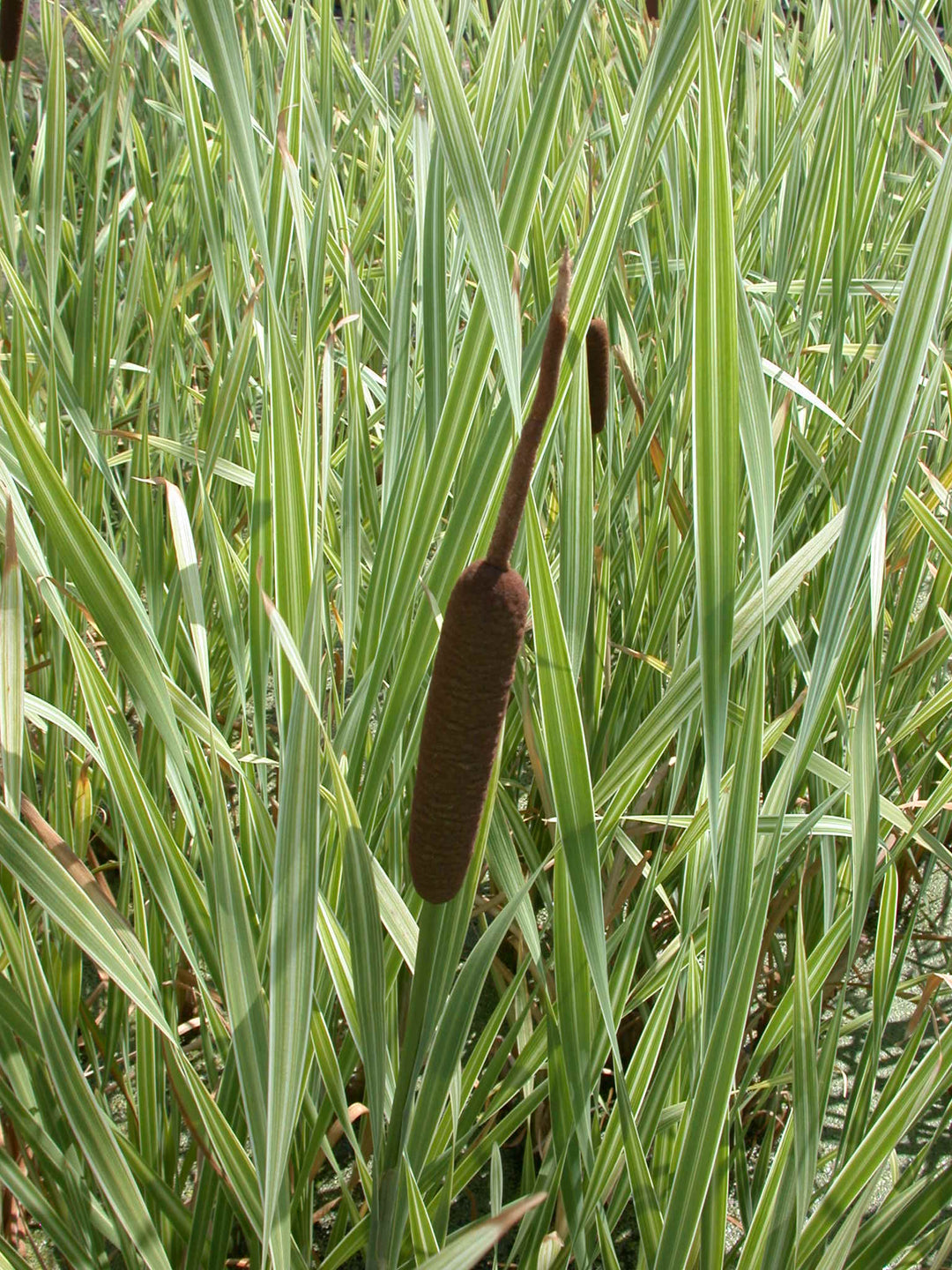 Variegated Cattail