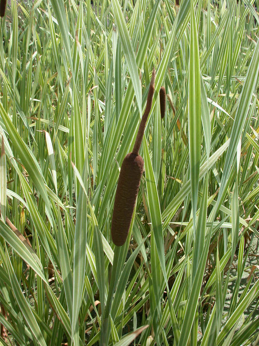 Variegated Cattail