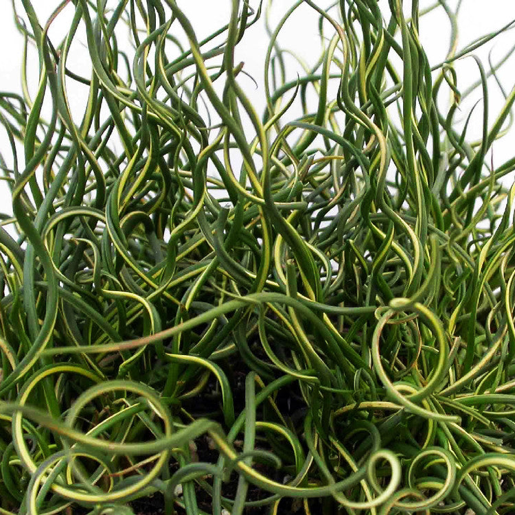 Variegated Corkscrew Rush