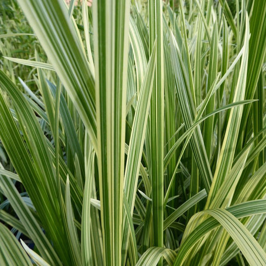 Variegated Manna Grass