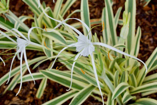Variegated Spider Lily