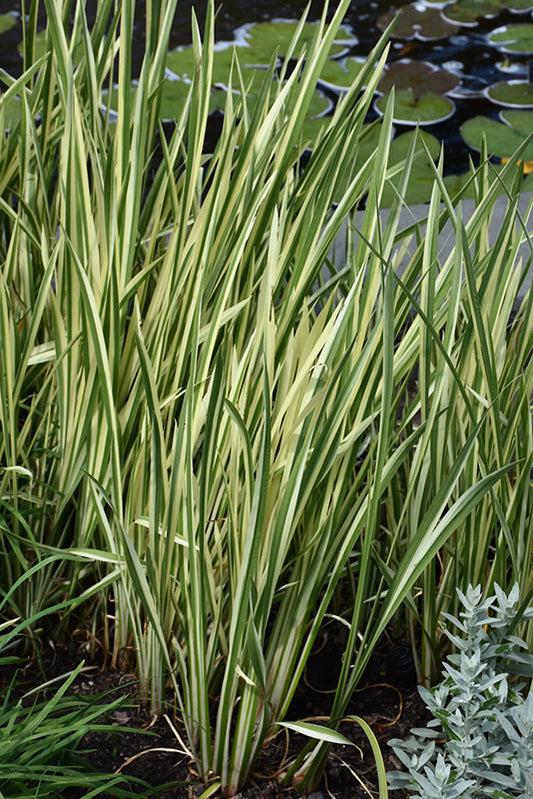 Variegated Sweet Flag