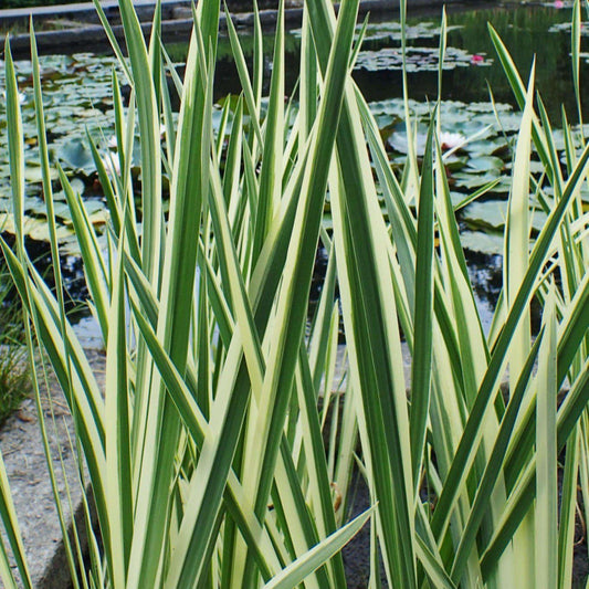 Dwarf Variegated Sweet Flag
