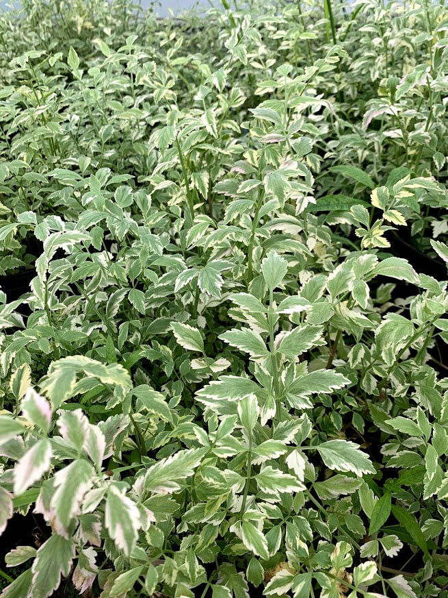 Variegated Water Celery