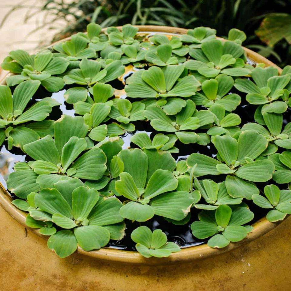 Water Lettuce