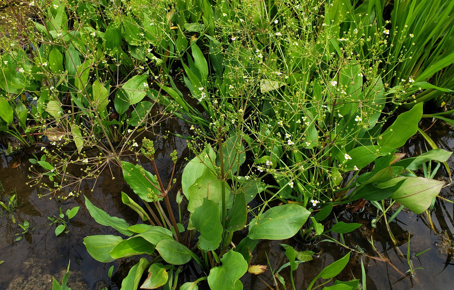 Water Plantain (Biennial)