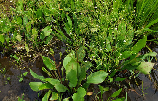 Water Plantain (Biennial)