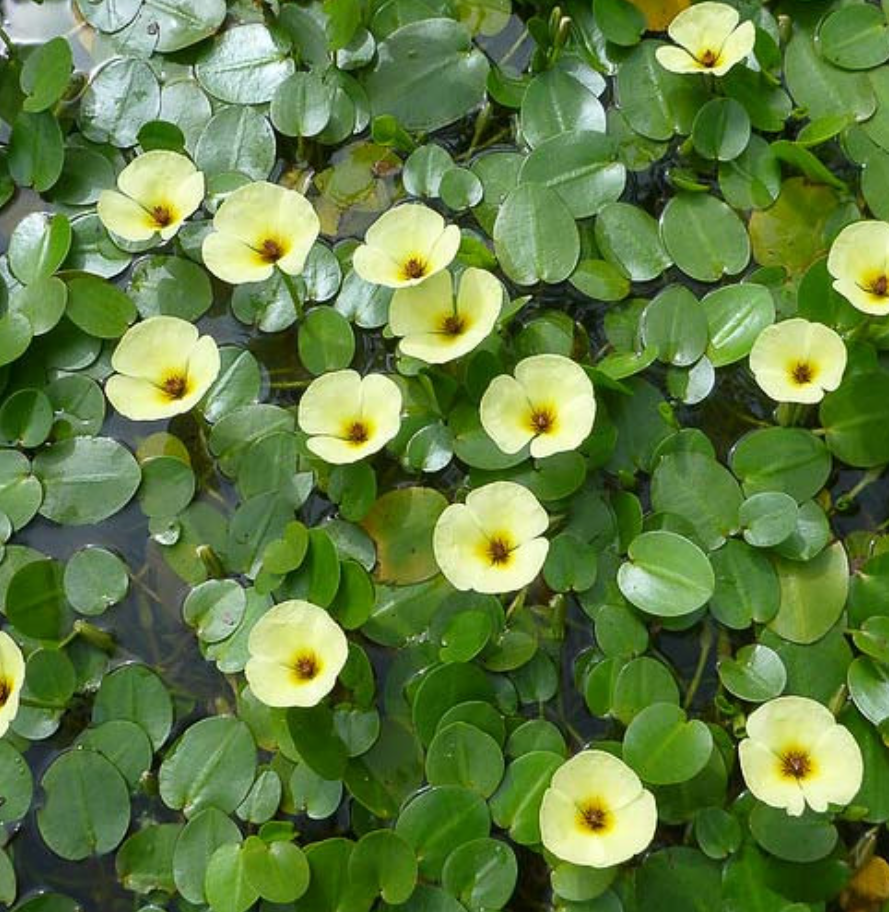Water Poppy