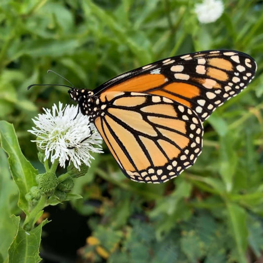 Butterfly Plant (Water Snowball)