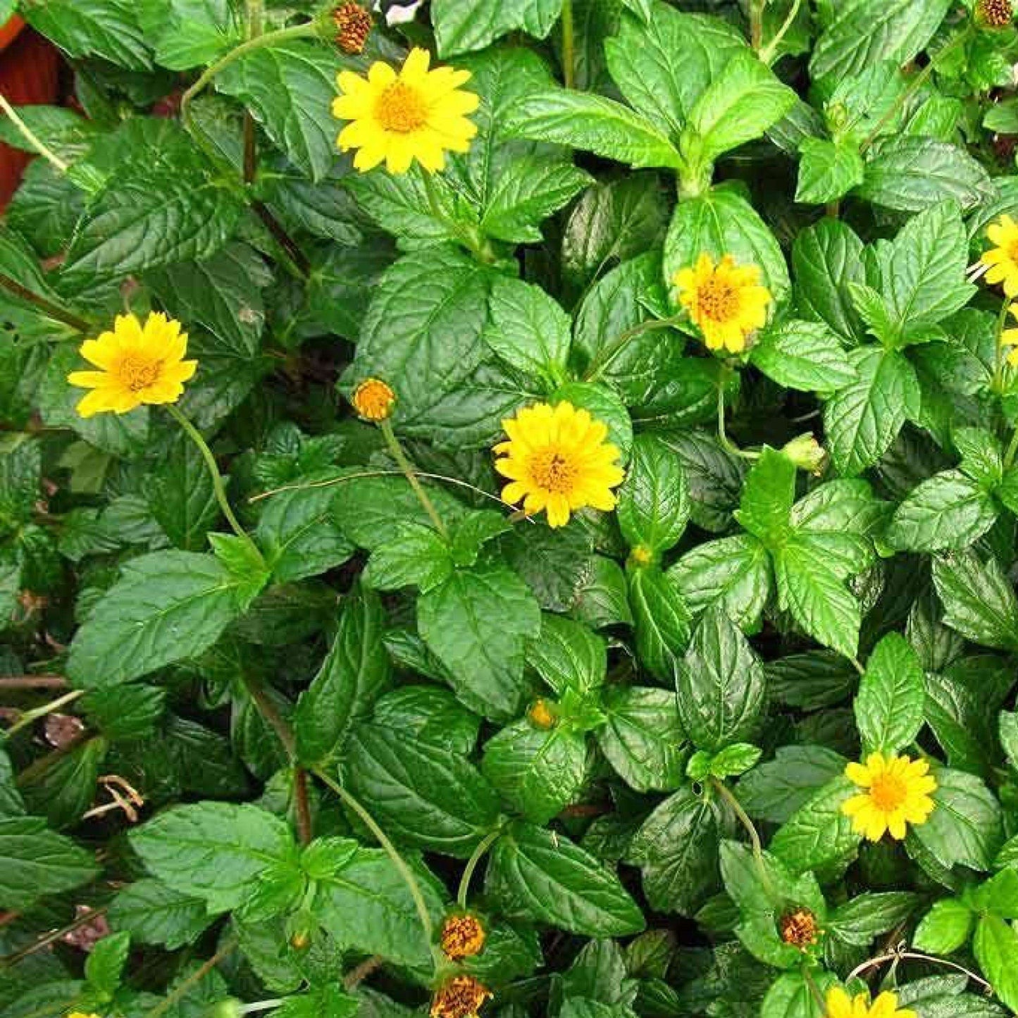 Water Zinnia