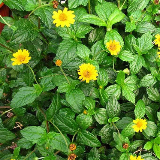 Water Zinnia