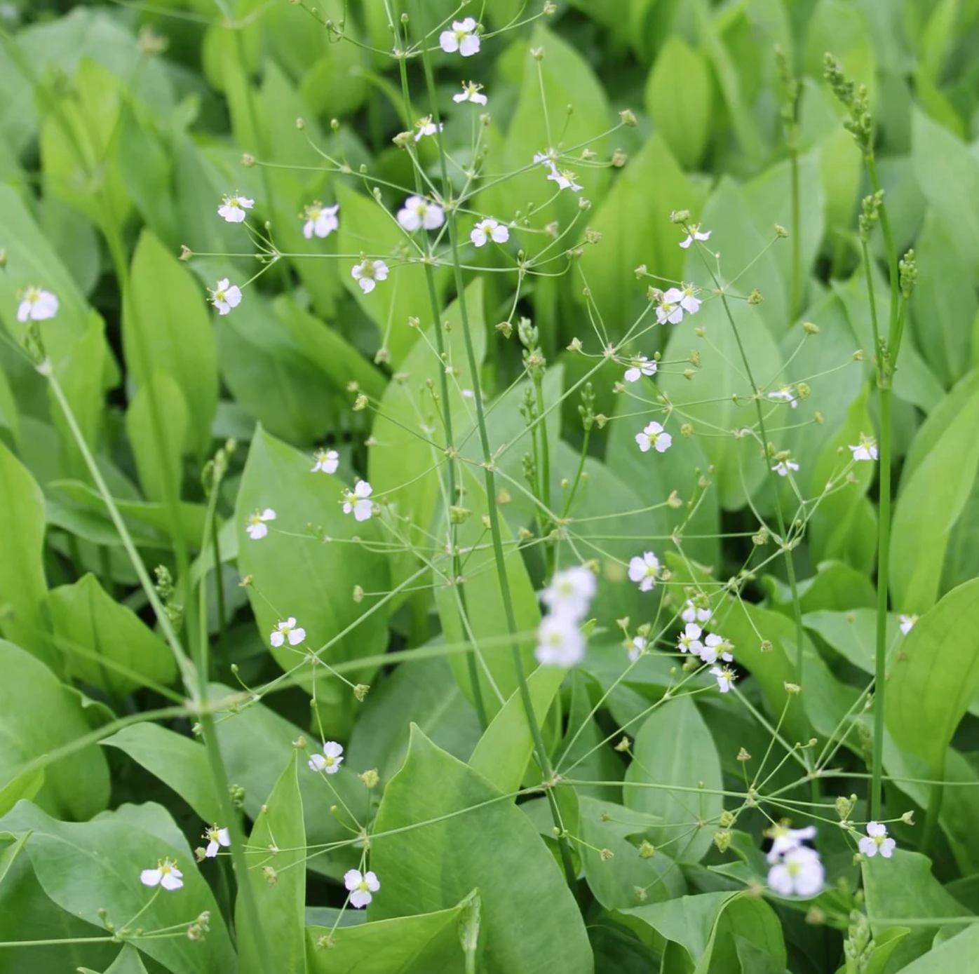 Water Plantain (Biennial)
