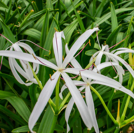 White Bog Lily