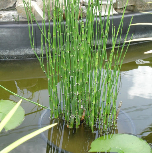 Water Bamboo